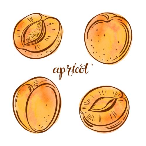 Vector image apricots fruits and orange watercolor fragments on white four variants