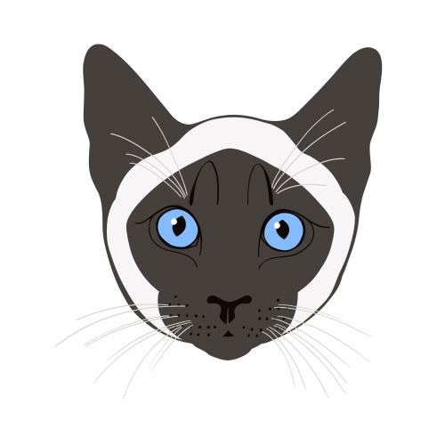 Siamese cat. Vector siamese cat, colorful cute face on white