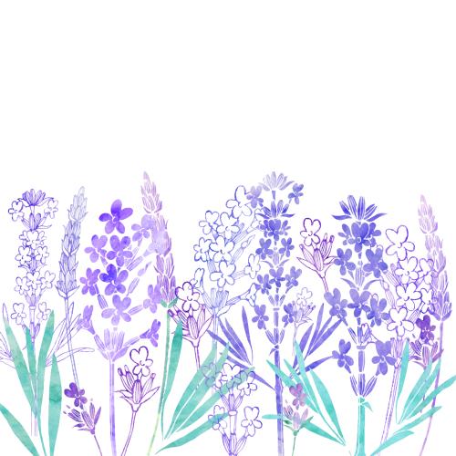 Lavender. Vector watercolor lavender place for text on white