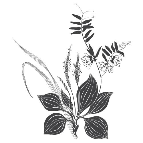 Vector image botanical composition with grass blades and plantain and meadow flower on white