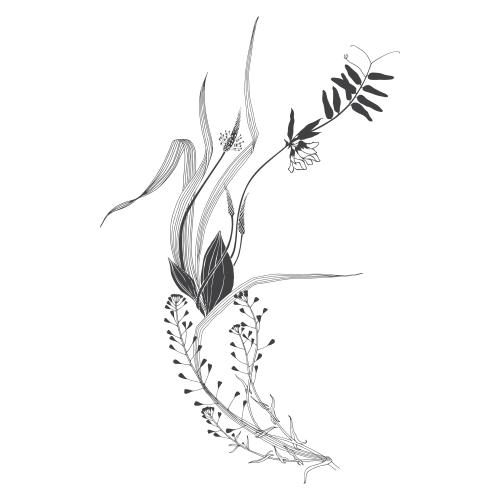 Vector image botanical composition with field flowers and herbs, shepherd's bag, plantain on white