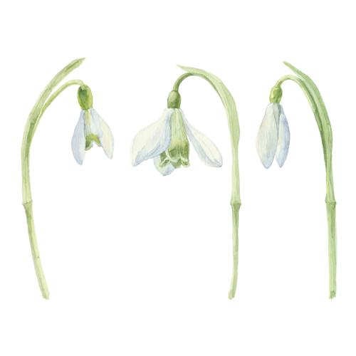 Snowdrop. Vector snowdrops three isolated flowers on white