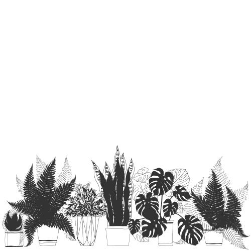 Cactus. Vector indoor plants in pots, place for text on white