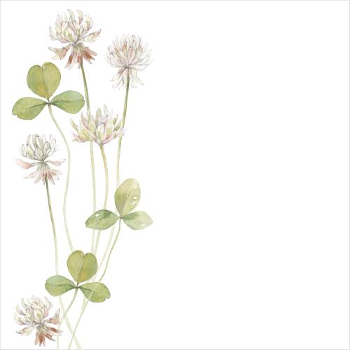 Illustration clover, watercolor flowers and leaves, space for text on white