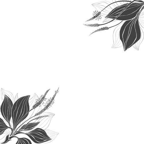 Plantain. Vector plantain on white, corner composition