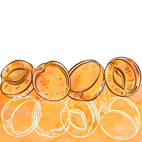 Vector image apricots orange watercolor fragments space for text on white