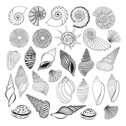 Scallop. Vector shells nautiluses scallops sea urchins on white