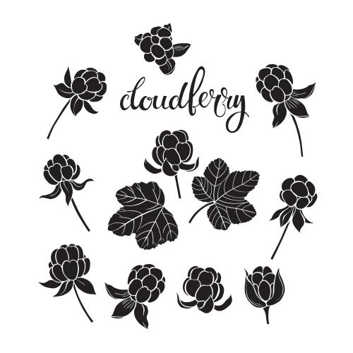 Cloudberry. Vector cloudberry black silhouettes on white