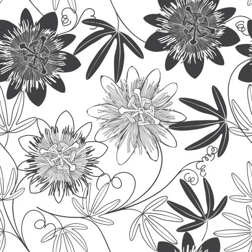 Passionflower. Vector passionflower-passiflora, monochrome flowers and leaves on white