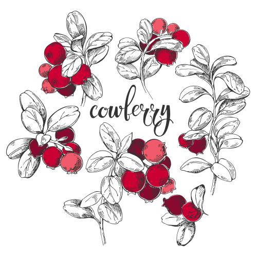 Vector image cranberry branches with red berries on white