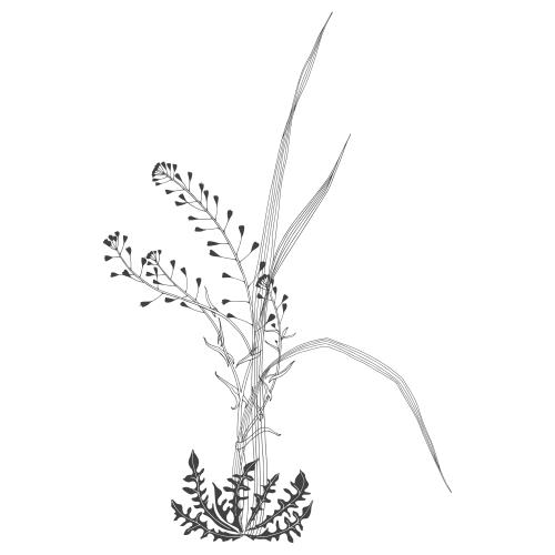 Vector image botanical composition with grass blades and shepherd's purse on white
