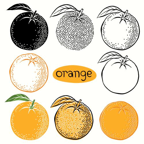 Orange. Vector orange, eight different options on white