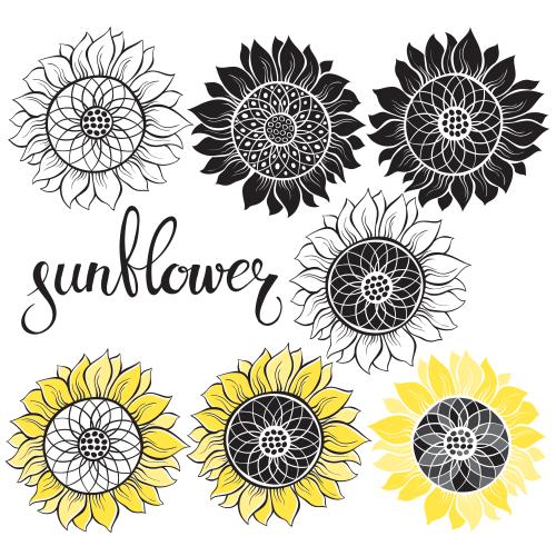 Sunflower. Vector sunflowers various options on white