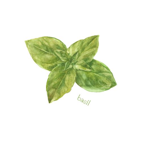 Basil. Vector watercolor green basil