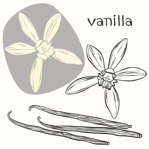 Vanilla flower. Vector vanilla sticks and flowers contours and colored silhouette on white