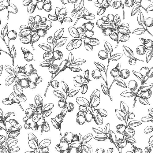 Vector image blueberry and cranberry branches on white