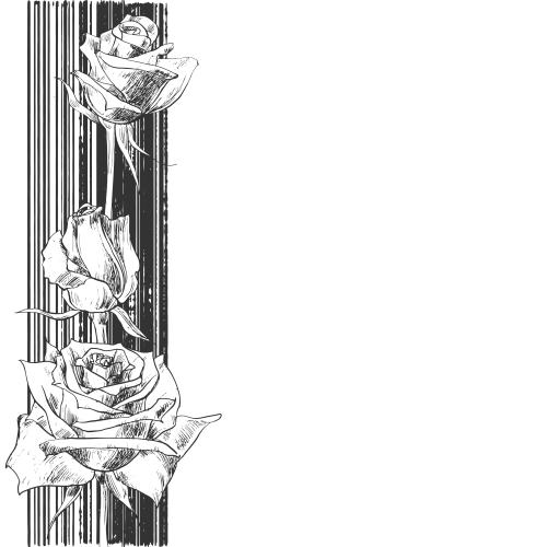 Stripe. Vector roses on striped, space for text on white