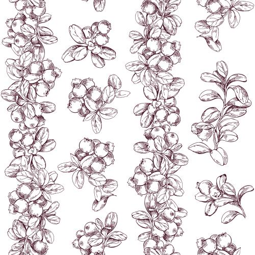 Vector image cranberry branches with berries on white