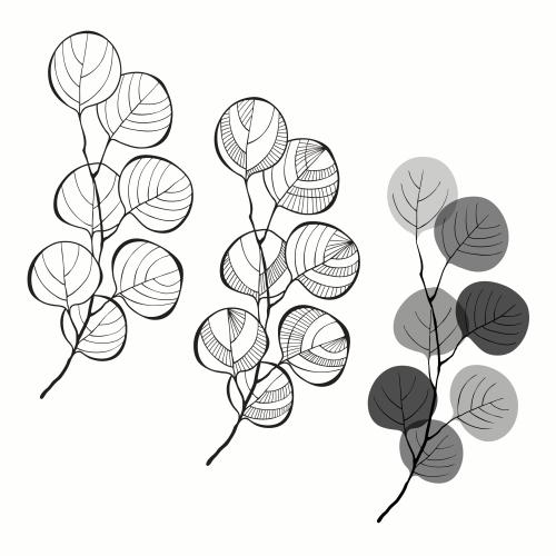 Eucalyptus. Vector three eucalyptus branches on white