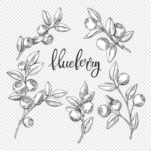 Bilberry. Vector blueberry branches with berries
