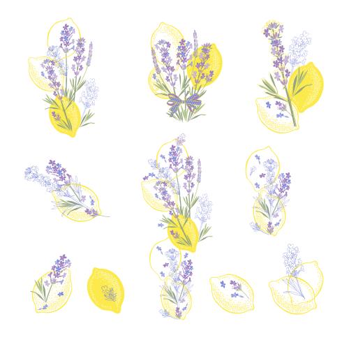 Lavender. Vector lavender and lemons, variations of compositions on white