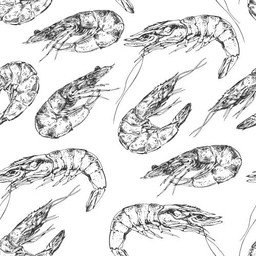 Shrimp. Vector shrimp on white