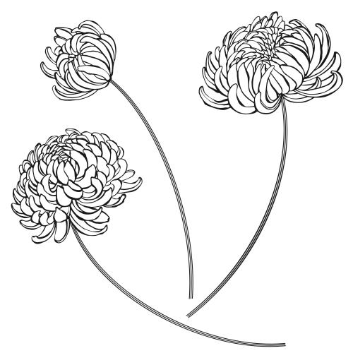 Chrysanthemum. Vector three chrysanthemums black contours on white