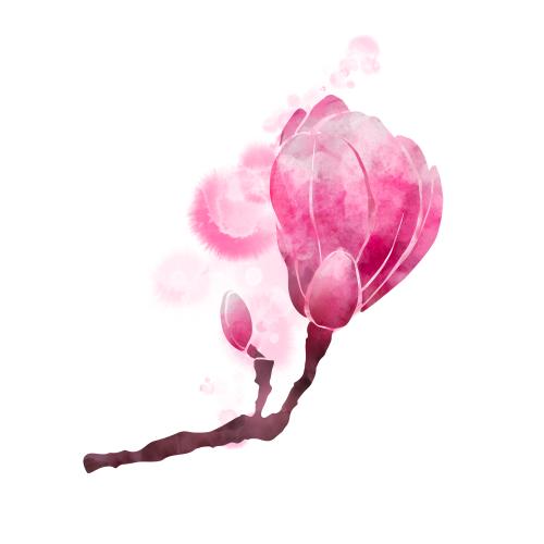 Bud. Vector magnolia bloom, decorative watercolor splatter on white