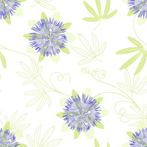 Passionflower. Vector passionflower - flowers and leaves on white