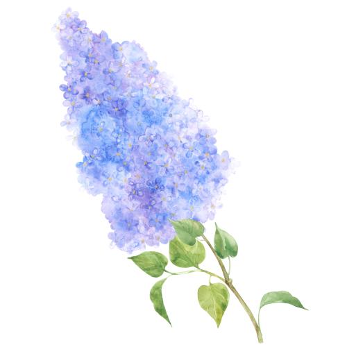 Raster image lilac branch