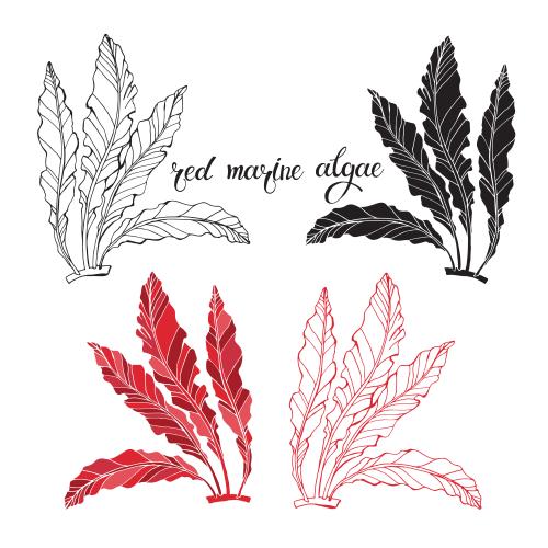 Vector image red sea algae, various options on white