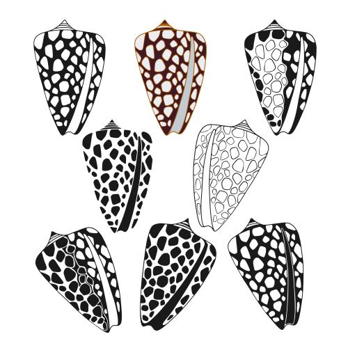 Illustration shells on white, eight options