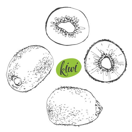Vector image kiwi fruits and slices black outlines on white