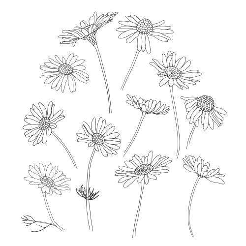 Vector image daisies variations on white