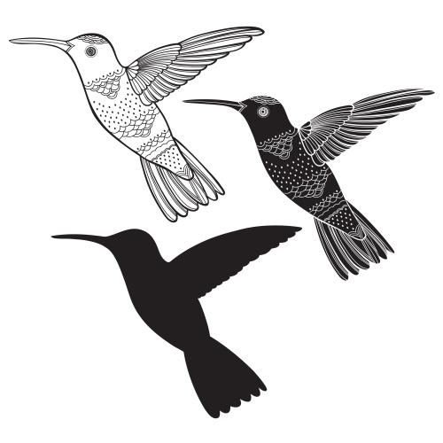 Bird. Vector hummingbird three performance options on white