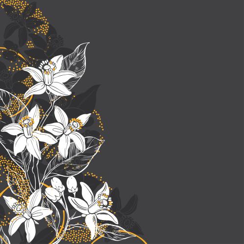 Orange. Vector flowers neroli, stylized oranges, space for text on black
