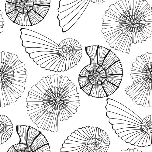Illustration black contours on white nautiluses
