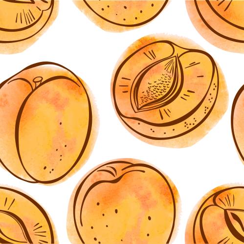Apricot. Vector apricots fruits and orange watercolor fragments on white