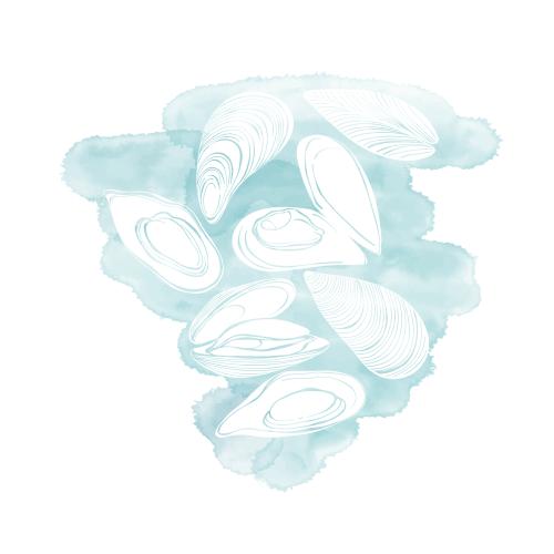 Mussel. Vector middy white silhouettes on a blue watercolor fragment