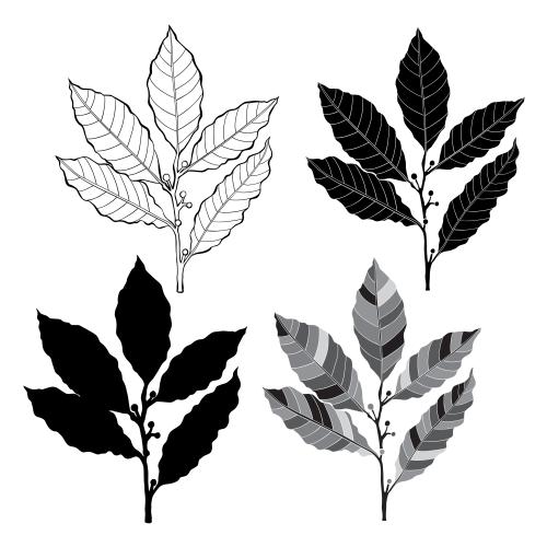 Bay. Vector laurel branches, four options on white