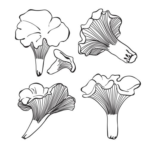 Mushroom. Vector chanterelle mushrooms contour drawing on white sketch