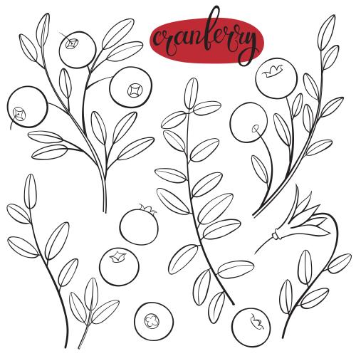 Cranberry. Vector cranberry, contour elements on white