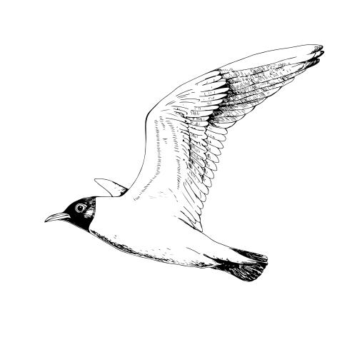 Vector image flying gull, sketch on white