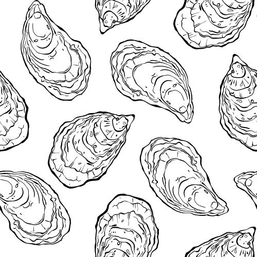 Oyster. Vector oysters on white