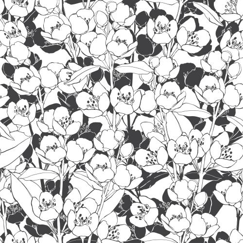Jasmine. Vector blooming jasmine branches, contours and silhouettes on white