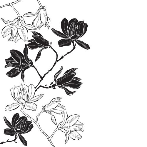 Magnolia. Vector magnolia, contours and silhouettes, place for text on white