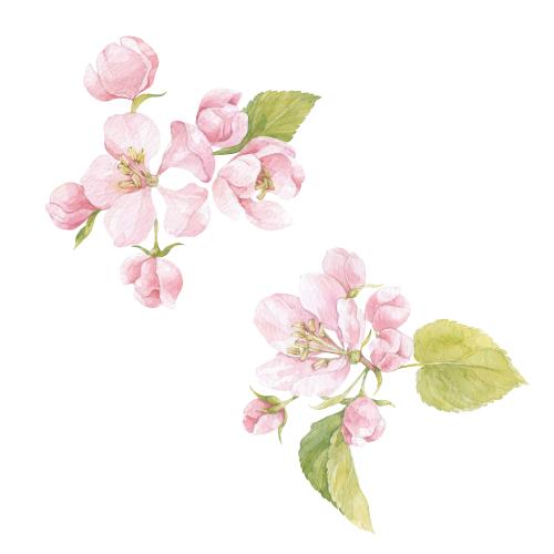Raster image watercolor apple tree flowers