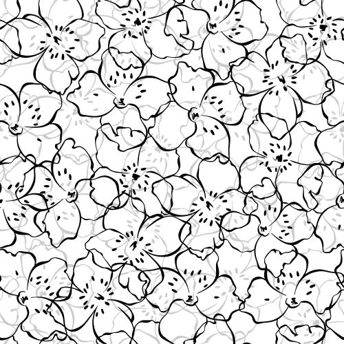 Jasmine. Vector jasmine flowers monochrome contours on white