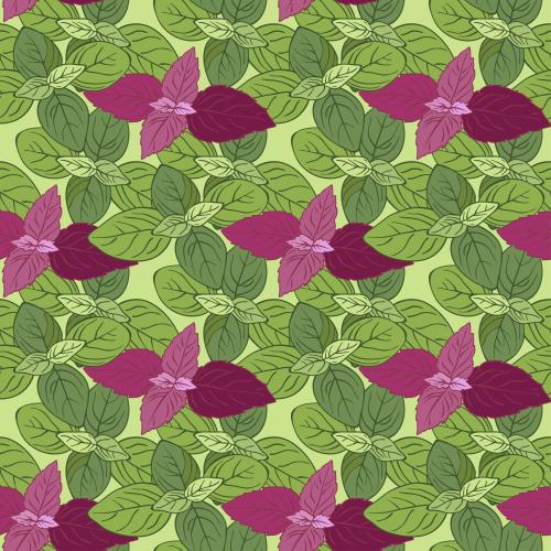 Basil. Vector green and purple basil