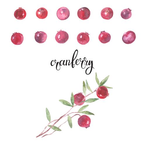 Cranberry. Vector cranberry berries and branches on white